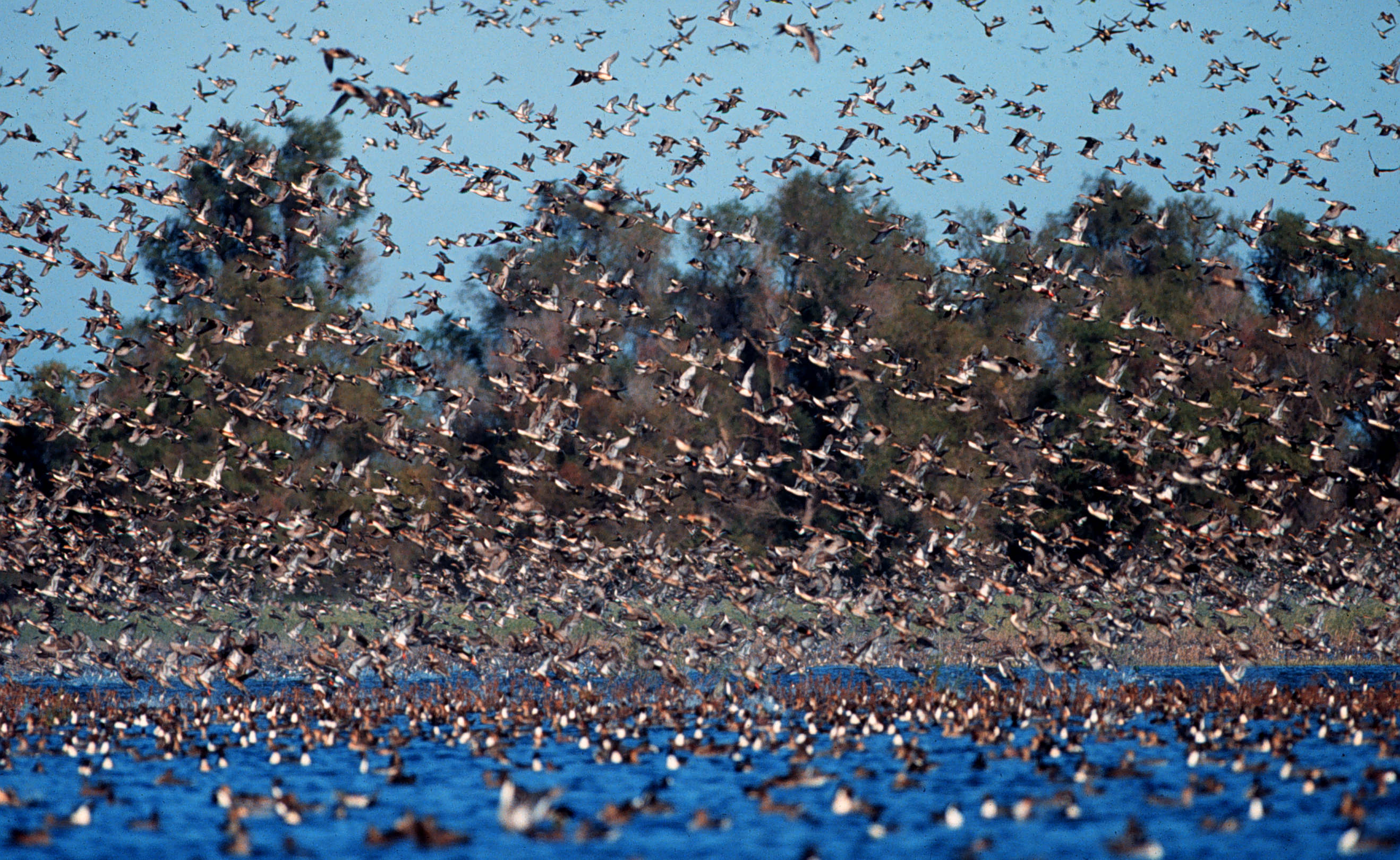 Butte Sink Unit pintail flock at Sacramento National Wildlife Refuge